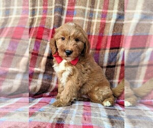 Goldendoodle Puppy for sale in OXFORD, PA, USA