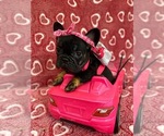Small Photo #13 French Bulldog Puppy For Sale in REDMOND, WA, USA