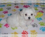 Small Photo #5 Maltese Puppy For Sale in ORO VALLEY, AZ, USA