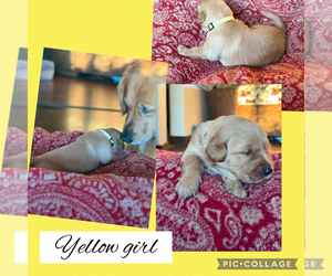Golden Retriever Puppy for sale in JUSTIN, TX, USA
