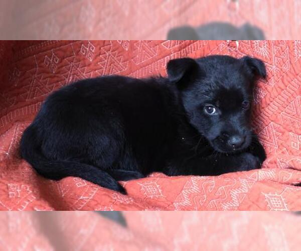 Medium Photo #1 German Shepherd Dog-Unknown Mix Puppy For Sale in Thief River Falls, MN, USA
