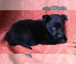 German Shepherd Dog-Unknown Mix Dogs for adoption in Thief River Falls, MN, USA