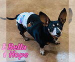 Small Photo #42 Dachshund-Unknown Mix Puppy For Sale in San Antonio, TX, USA
