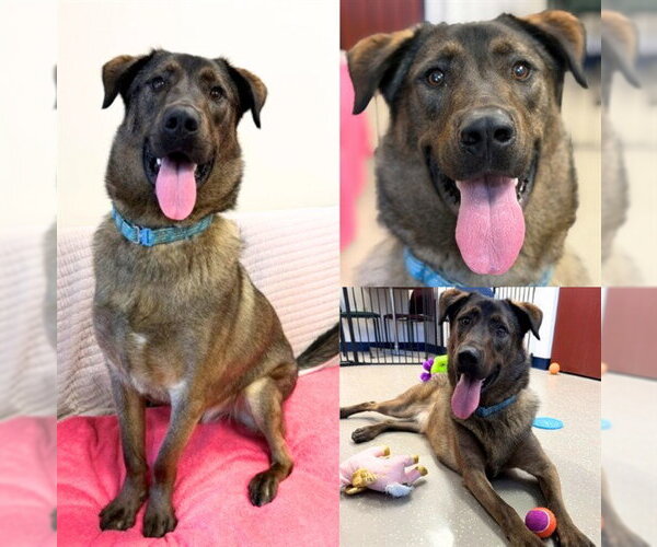 Medium Photo #1 German Shepherd Dog-Unknown Mix Puppy For Sale in Fort Wayne, IN, USA