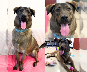 German Shepherd Dog-Unknown Mix Dogs for adoption in Fort Wayne, IN, USA
