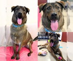 Small German Shepherd Dog Mix