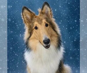 Myles - Male Collie Dog for Adoption - Photo #3