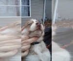 Small Photo #7 Siberian Husky Puppy For Sale in TERRE HAUTE, IN, USA