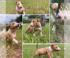 Miniature Bull Terrier Puppy for sale in OCALA, FL, USA