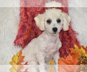 Bichpoo Puppy for sale in ELDORADO, OH, USA