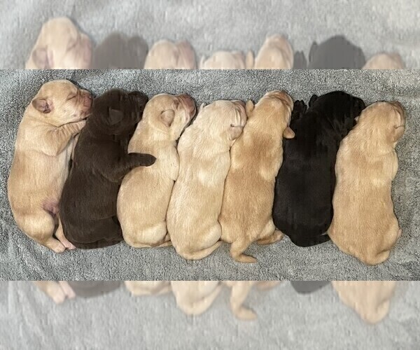 Medium Photo #2 Labrador Retriever Puppy For Sale in BROWNS VALLEY, CA, USA