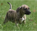 Small #3 Boxer Mix