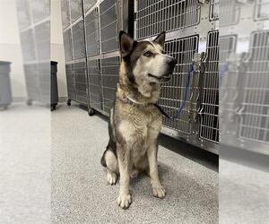 Siberian Husky Dogs for adoption in Houston, TX, USA