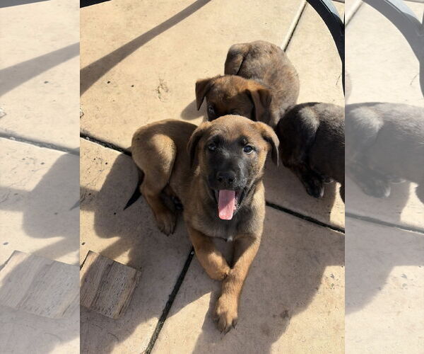 Medium Photo #6 Mutt Puppy For Sale in San Diego, CA, USA