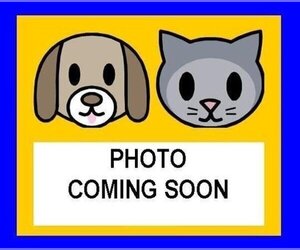 Miniature Pinscher Dogs for adoption in San Antonio, TX, USA