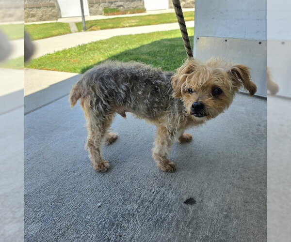 Medium Photo #1 Mutt Puppy For Sale in Long Beach, CA, USA