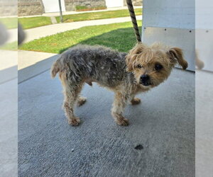 Mutt Dogs for adoption in Long Beach, CA, USA