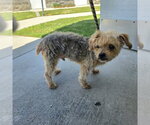 Small Mutt