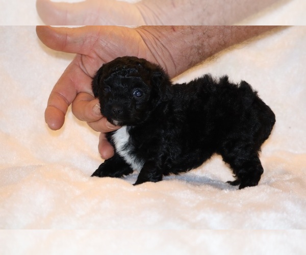 Medium Photo #10 Poodle (Toy) Puppy For Sale in DYERSBURG, TN, USA