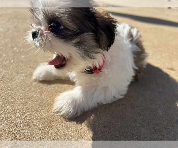 Medium Photo #45 Shih Tzu Puppy For Sale in MOORESVILLE, NC, USA