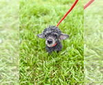 Small #3 Poodle (Toy)