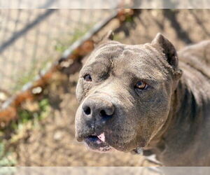 Mutt Dogs for adoption in Tulsa, OK, USA