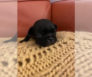 French Bulldog Puppy for sale in VIRGINIA BCH, VA, USA