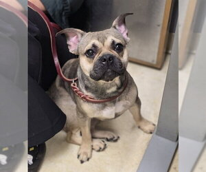 Frenchie Pug Dogs for adoption in Chula Vista, CA, USA