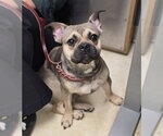 Small Frenchie Pug