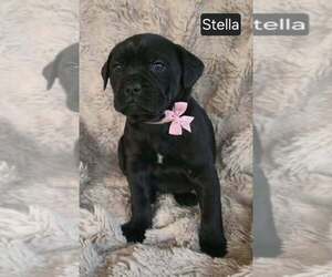 Cane Corso Puppy for sale in MINERAL WELLS, WV, USA