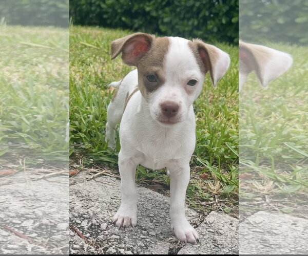 Medium Photo #1 Rat-Cha Puppy For Sale in Royal Palm Beach, FL, USA