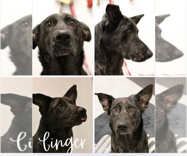 Medium Photo #1 Affenpinscher Puppy For Sale in Pierceton , IN, USA