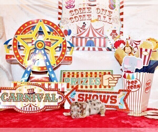 Medium Photo #8 Chihuahua Puppy For Sale in CHARLESTON, AR, USA