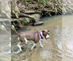 Small #10 American Staffordshire Terrier-Collie Mix