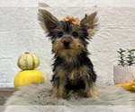 Small #3 Yorkshire Terrier