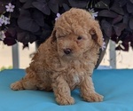 Small #4 Poodle (Toy)