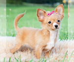 Small #8 Chihuahua