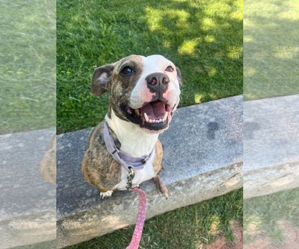 Medium Photo #12 Mutt Puppy For Sale in Rustburg, VA, USA