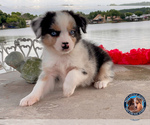 Small Photo #21 Miniature Australian Shepherd Puppy For Sale in GRANBURY, TX, USA