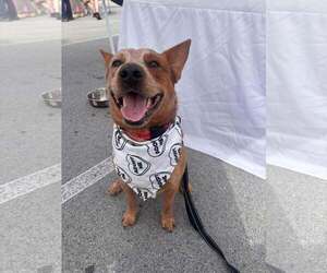 Meatball - Male Mutt Dog for Adoption - Photo #9