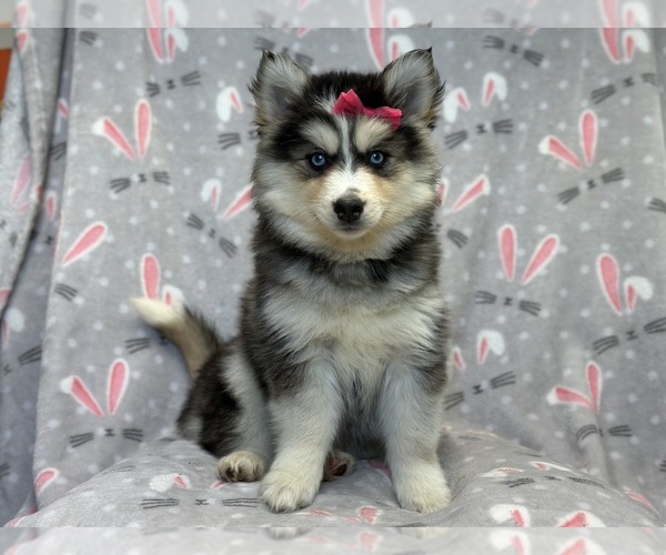 Medium Photo #1 Pomsky Puppy For Sale in LAKELAND, FL, USA