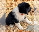 Small #4 Aussiedoodle