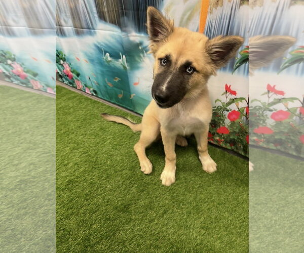 Medium Photo #3 Mutt Puppy For Sale in Euless, TX, USA