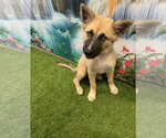 Small #2 Mutt