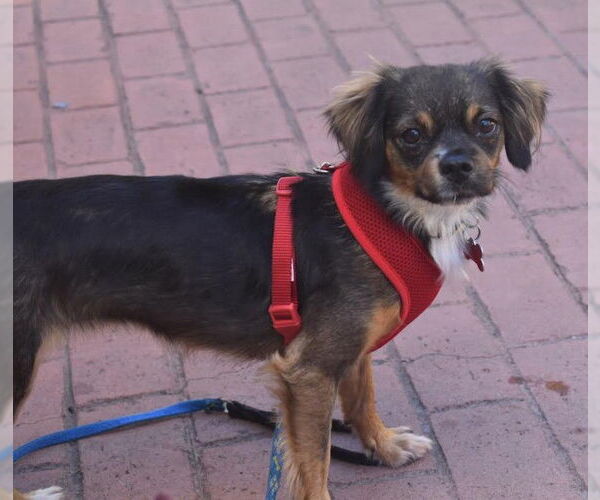 Medium Photo #2 Mutt Puppy For Sale in San Diego, CA, USA