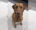 Small #5 Labrador Retriever Mix