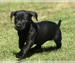 Small #3 Dachsador