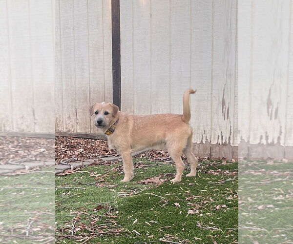 Medium Photo #4 Mutt Puppy For Sale in Sandy, UT, USA