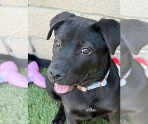 Labrador Retriever-Unknown Mix Dogs for adoption in San Diego, CA, USA