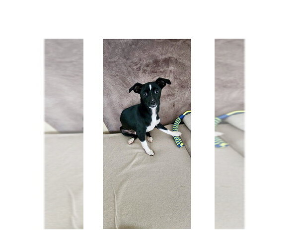 Medium Photo #3 Mutt Puppy For Sale in Mooresville, NC, USA